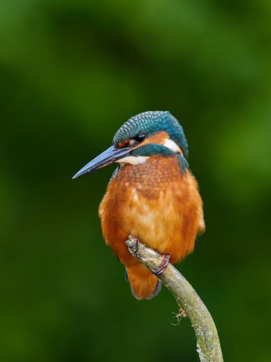 Ledňáček říční (Alcedo atthis)