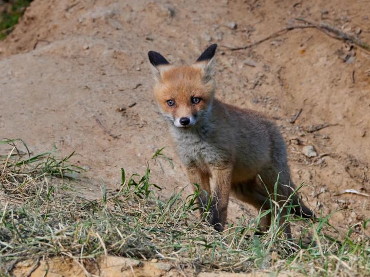 Liška obecná ( Vulpes Vulpes)