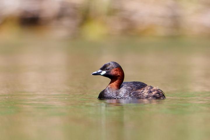 Potápka malá (Tachybaptus ruficollis)