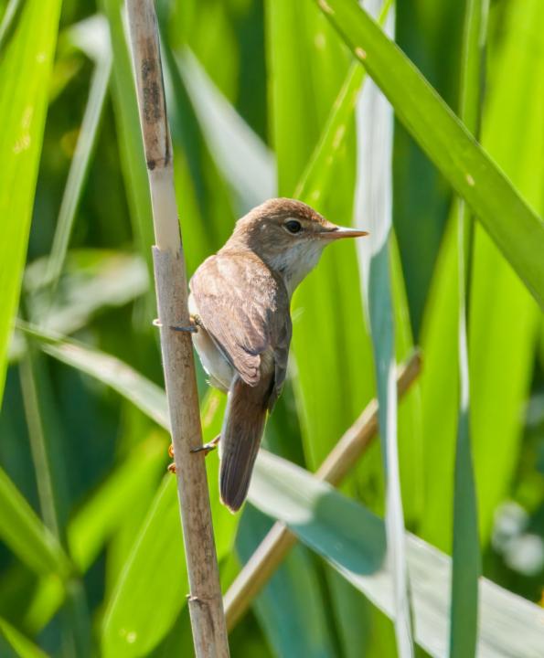 Rákosník obecný (Acrocephalus scirpaceus)