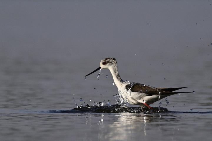 Pisila čáponohá (Himantopus himantopus)