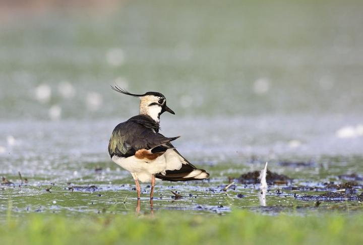 Čejka chocholatá (Vanellus vanellus)