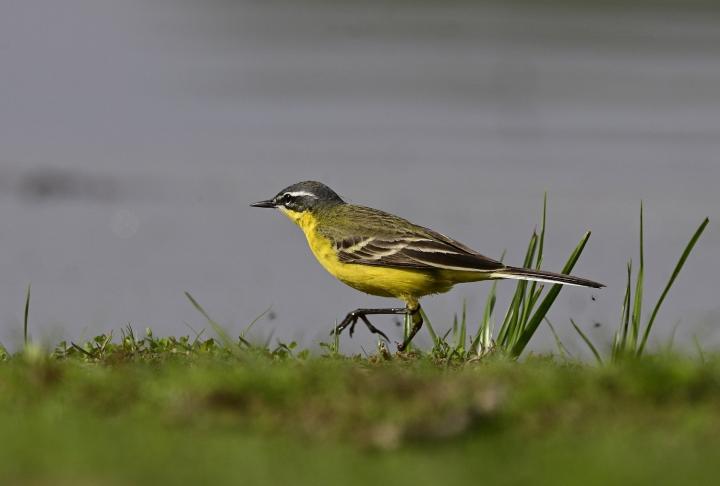 Konipas luční (Motacilla flava)