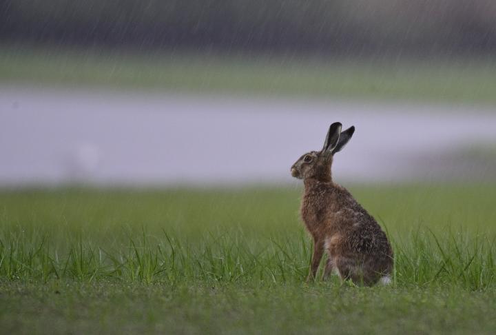 Zajíc polní  (Lepus europaeus)