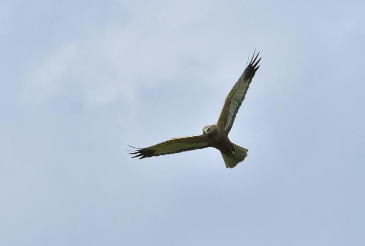 Moták pochop (Circus aeruginosus)