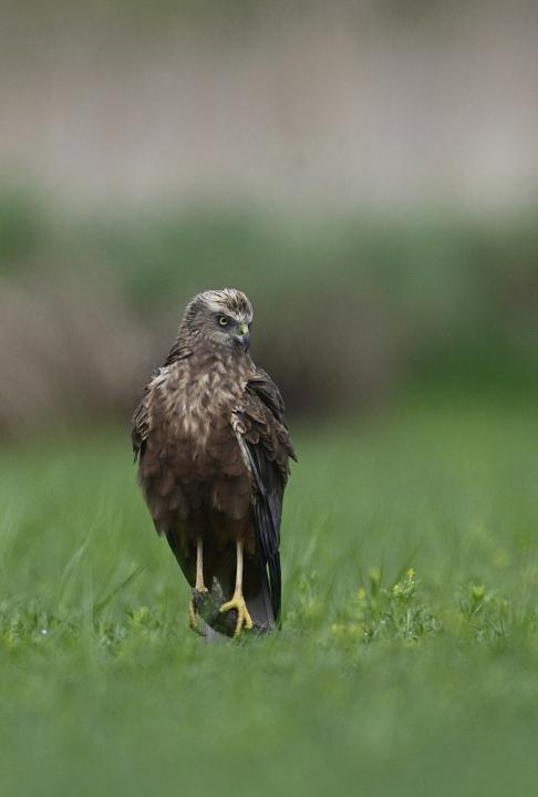 Moták pochop (Circus aeruginosus)