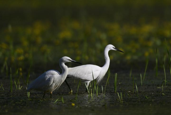 Volavka stříbřitá (Egretta garzetta)