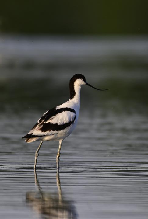 Tenkozobec opačný (Recurvirostra avosetta)