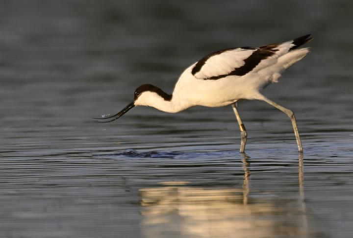 Tenkozobec opačný (Recurvirostra avosetta)