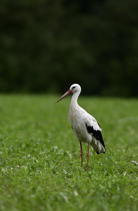 Čáp bílý (Ciconia ciconia)