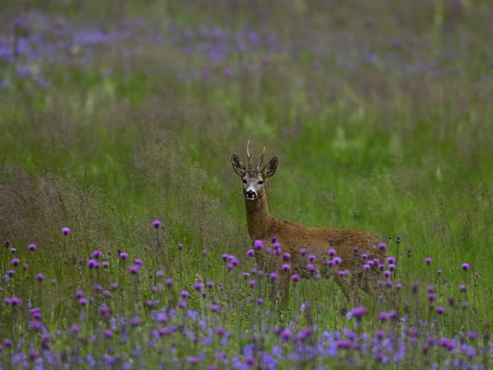  Srnec obecný ( Capreolus capreolus )