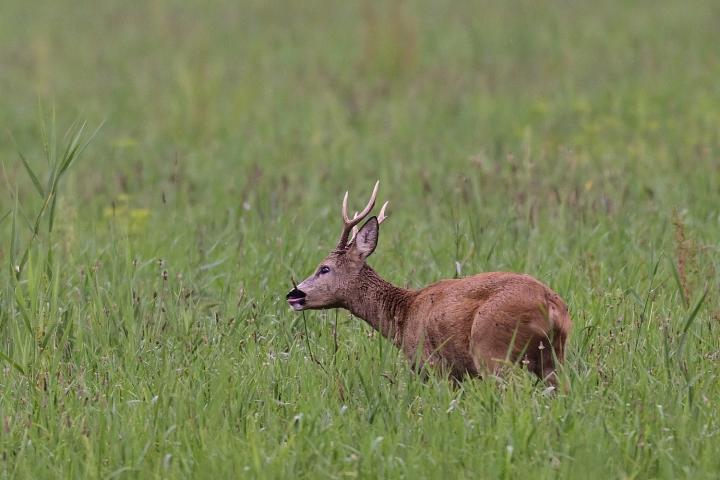  Srnec obecný ( Capreolus capreolus )
