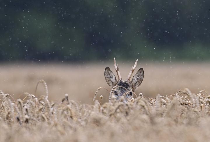  Srnec obecný ( Capreolus capreolus )