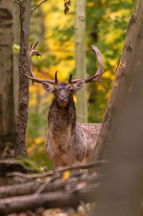 Daněk skvrnitý (Dama dama)