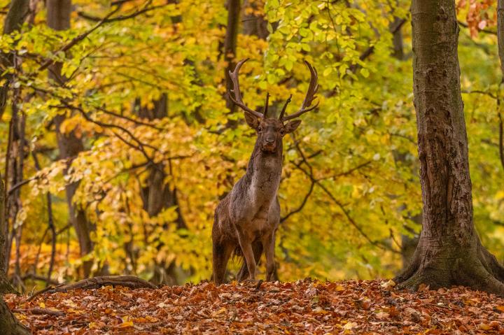 Daněk skvrnitý (Dama dama)