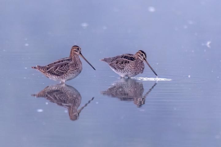 Bekasina otavní (Gallinago gallinago)