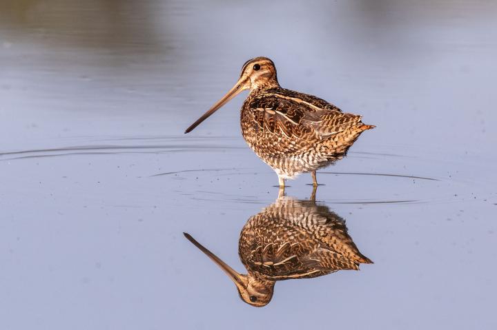 Bekasina otavní (Gallinago gallinago)