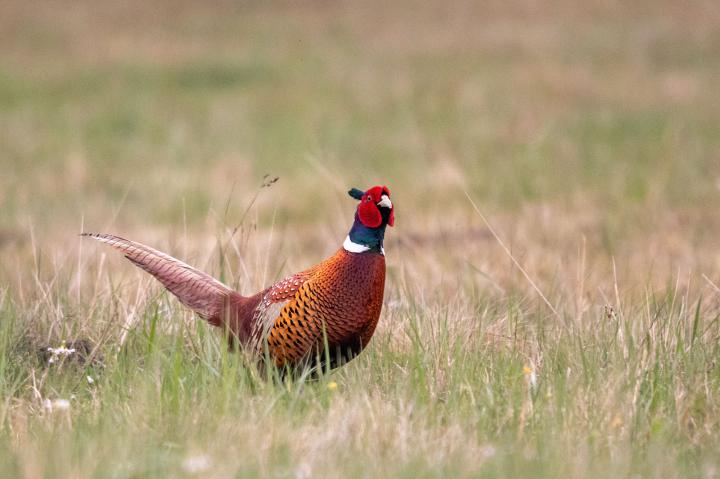 Bažant obecný (Phasianus colchicus)