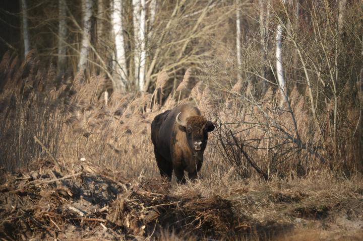 Zubr evropský (Bison bonasus)