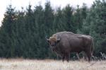Zubr evropský (Bison bonasus)