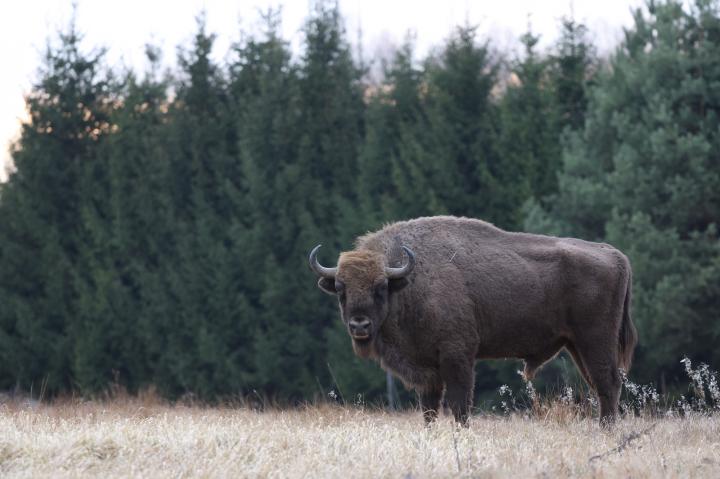 Zubr evropský (Bison bonasus)