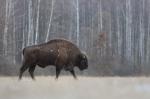 Zubr evropský (Bison bonasus)