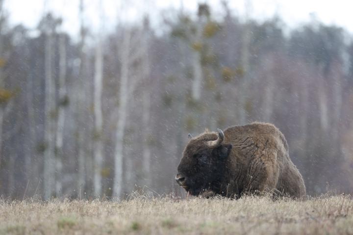 Zubr evropský (Bison bonasus)