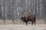 Zubr evropský (Bison bonasus)