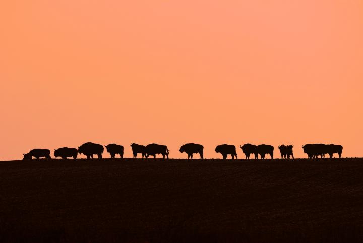Zubr evropský (Bison bonasus)