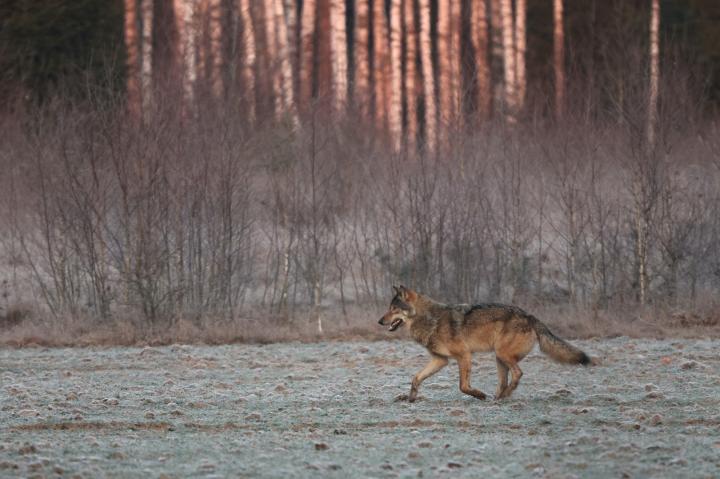 Vlk obecný (Canis lupus)