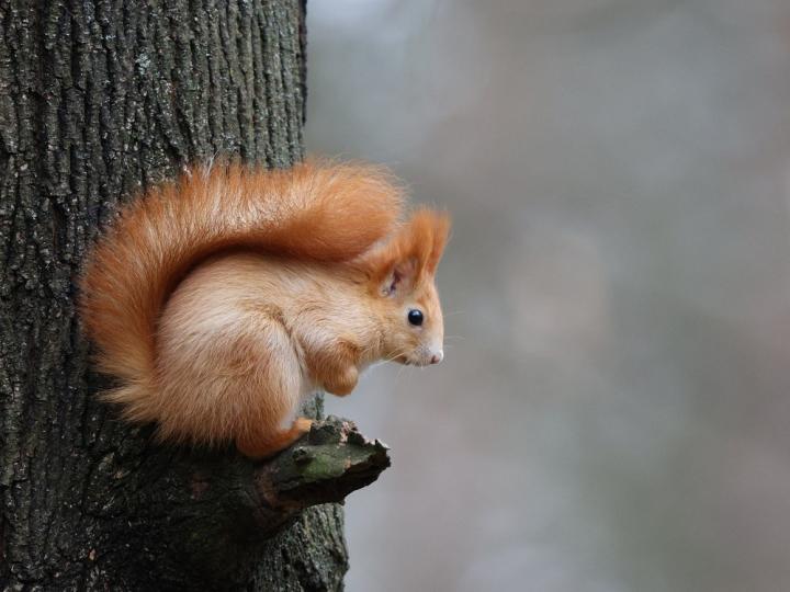 Veverka obecná (Sciurus vulgaris)