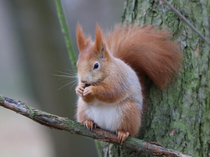 Veverka obecná (Sciurus vulgaris)