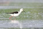 Pisila čáponohá (Himantopus himantopus)