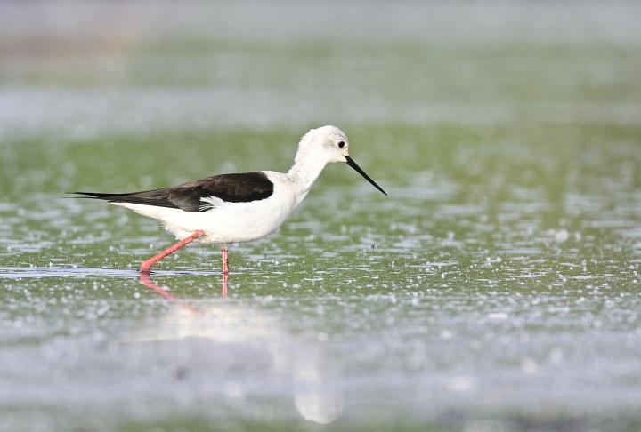 Pisila čáponohá (Himantopus himantopus)