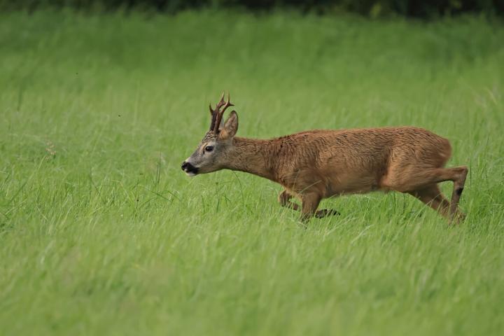  Srnec obecný ( Capreolus capreolus )