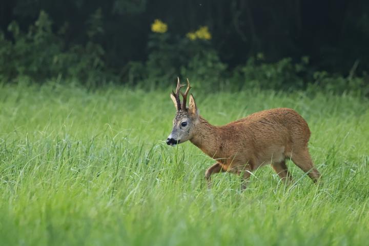  Srnec obecný ( Capreolus capreolus )