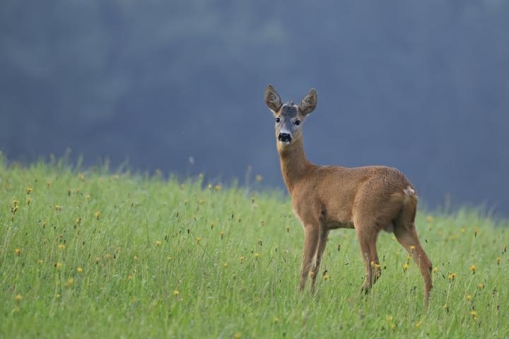  Srnec obecný ( Capreolus capreolus )