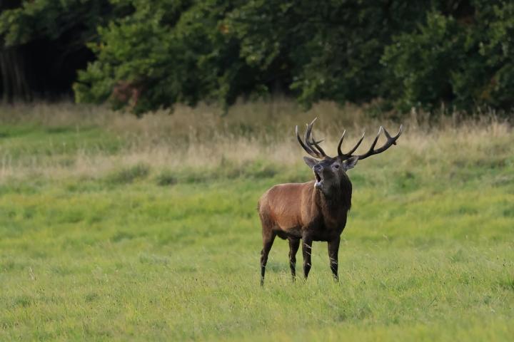 Jelen lesní (Cervus elaphus)