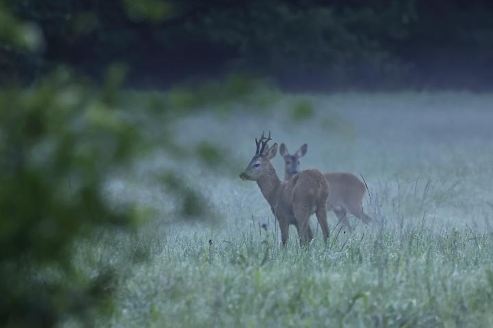  Srnec obecný ( Capreolus capreolus )