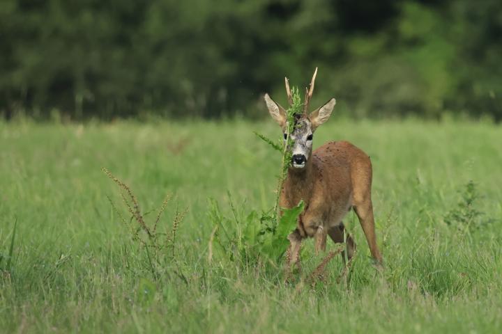  Srnec obecný ( Capreolus capreolus )