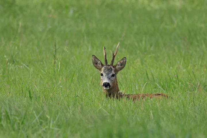  Srnec obecný ( Capreolus capreolus )