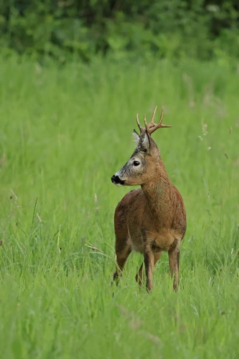  Srnec obecný ( Capreolus capreolus )