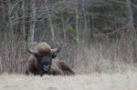 Zubr evropský (Bison bonasus)