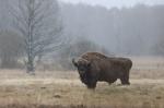 Zubr evropský (Bison bonasus)