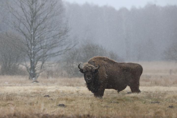 Zubr evropský (Bison bonasus)
