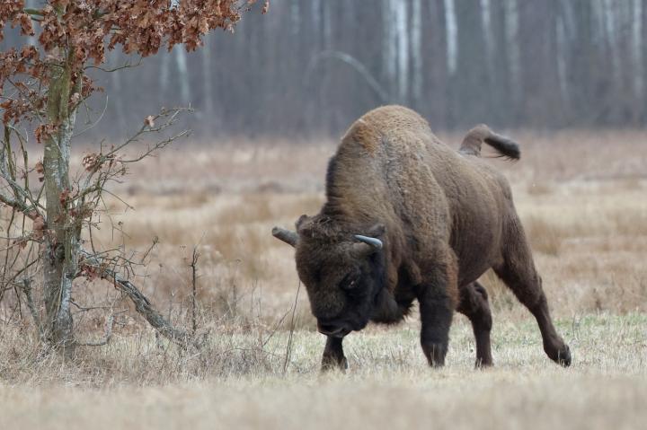 Zubr evropský (Bison bonasus)