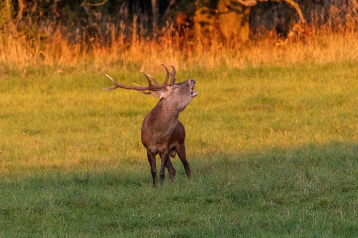 Jelen lesní (Cervus elaphus)