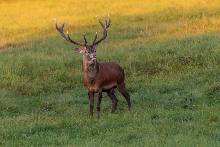 Jelen lesní (Cervus elaphus)