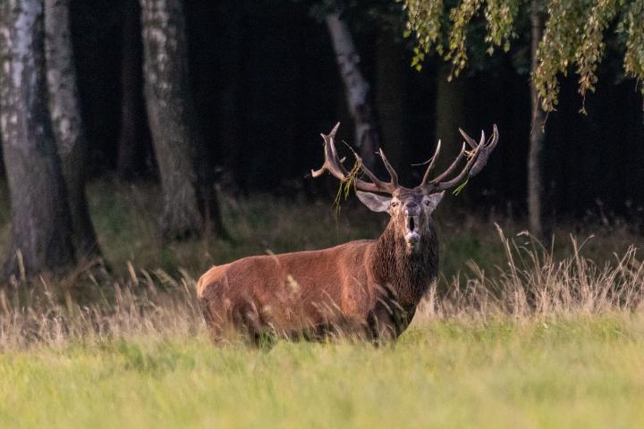 Jelen lesní (Cervus elaphus)