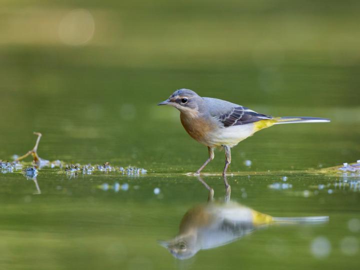 Konipas horský (Motacilla cinerea)